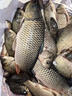川澤線組主線全套進(jìn)口魚線成品線組套裝釣鯽魚競(jìng)技線組正品大物線組 4.5m【4卷裝】+收納盒剪刀 1.5號(hào) 曬單實(shí)拍圖