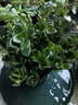 四季常青金魚(yú)花吊蘭盆栽室內綠植花卉多肉植物發(fā)財樹(shù)好養易活客廳 金魚(yú)吊蘭【整盆20-30顆】原盆土 曬單實(shí)拍圖
