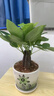 泰西絲三桿發(fā)財樹(shù)盆栽易活客廳桌面綠植擺件+花好月圓陶瓷盆 源頭直發(fā) 曬單實(shí)拍圖