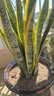 金邊虎皮蘭盆栽多肉植物水培好養綠植室內花卉客廳大型虎尾蘭陽(yáng)臺 【客廳推薦】60-80cm高6棵【簡(jiǎn)易盆】 曬單實(shí)拍圖