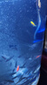 格池（GRECH）格池潛水泵三合一凈水增氧過(guò)濾水泵魚缸過(guò)濾器循環(huán)水泵CQJ-900G 曬單實(shí)拍圖