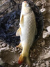 沾麻團顆粒腥香麻團顆粒鯉魚(yú)草魚(yú)顆粒沾麻團顆粒偷驢回鍋魚(yú)顆粒 1瓶【黑坑專(zhuān)用餌】一聞就來(lái) 曬單實(shí)拍圖