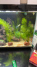 瘋狂水草孔雀魚(yú)活體水族寵物觀(guān)賞魚(yú)冷水耐活小型熱帶魚(yú)淡水魚(yú)苗 天空藍 觀(guān)賞魚(yú)2對【4cm左右】 曬單實(shí)拍圖