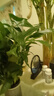 白掌一帆風(fēng)順盆栽植物室內(nèi)花卉綠植水養(yǎng)四季開花新手好養(yǎng)活 白掌1盆帶繁星盆 曬單實拍圖