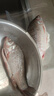 云映漁舟 微山湖生態(tài)大鯽魚(凈膛) 生態(tài)活魚現(xiàn)殺淡水魚生鮮孕產(chǎn)婦下奶燉湯 大號鯽魚（每斤2-3條） 2斤（殺好損耗15％） 曬單實拍圖