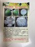 果益壽云南西雙版納傣柚【現(xiàn)摘】青皮純甜東試早柚子白蜜柚丑柚新鮮水果 1個(gè)裝 精選中果【1.5-2斤】 云南直發(fā) 曬單實(shí)拍圖
