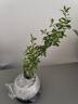 【禪意】懸崖金邊六月雪帶陶瓷盆小盆景植物辦公室內(nèi)綠植盆栽盆景 懸崖六月雪+白瓷盆+圓底座+苔蘚 曬單實(shí)拍圖