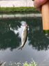 熊火溪流小物釣魚(yú)竿超短節微物手桿便攜全套野釣白條鳑鲏袖珍迷你魚(yú)竿 1.8m37調仙蹤綠【小物竿】套裝 曬單實(shí)拍圖