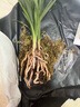劉閣蘭花蘭花苗春蘭老八種 小打梅 冬帶花苞出售 辦公室綠植花卉盆栽 4苗連體裸根 曬單實(shí)拍圖