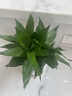 繽賢觀音竹富貴竹水培植物帶根綠植辦公室內(nèi)盆栽轉(zhuǎn)運(yùn)竹帶好養(yǎng)水養(yǎng)玻璃 觀音竹3棵(簡易杯)+營養(yǎng)液 帶盆栽好 曬單實(shí)拍圖