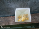 黃金蝴蝶鯉招財風(fēng)水龍蝶鯉冷水龍鳳錦鯉觀(guān)賞魚(yú)中小型金魚(yú)苗活體 長(cháng)尾黃金錦鯉10-12厘米 七條 曬單實(shí)拍圖