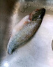 鮮活沖浪河鱸魚(yú)400-500g/條 曬單實(shí)拍圖