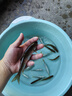 神鯊黑韌魚竿手竿3.6米超輕超細(xì)碳素鯽魚竿37調(diào)釣魚竿臺釣竿漁具套裝 曬單實(shí)拍圖