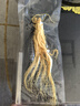 星福臺(tái)茅臺(tái)鎮(zhèn)純糧食高度白酒桶裝高粱散酒53度醬香型口糧酒原漿老酒5L 53度 5L 1桶 私藏【口糧老窖】 曬單實(shí)拍圖