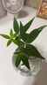 OEMG恭喜發(fā)財水培植物發(fā)財樹辦公室內(nèi)客廳桌面花卉盆栽凈化綠植 一棵奇趣發(fā)財樹+灰瓶 曬單實拍圖
