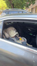 貝倍適（BAYBETSS）兒童安全座椅汽車用0-4-12歲寶寶360度旋轉(zhuǎn)嬰兒車載坐椅ISOFIX 米灰色【遮陽棚+上拉帶+側(cè)保護】 曬單實拍圖