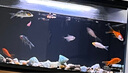 米家（MIJIA）小米米家智能生態(tài)魚缸還原自然生態(tài)補倉一次三月無憂出差旅行必備 曬單實拍圖