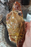 舟山梭子蟹鮮活特大野生大螃蟹新鮮冷凍海鮮水產(chǎn)海蟹飛蟹白蟹順豐 7-9兩/只【5斤凈重 特大肥壯】 曬單實(shí)拍圖