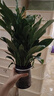 白掌一帆風順盆栽植物室內(nèi)花卉綠植水養(yǎng)四季開花新手好養(yǎng)活 白掌1盆帶繁星盆 曬單實拍圖