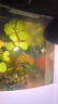 闊庭（KUOTING）魚缸水族箱生態(tài)桌面魚缸新款懶人魚缸生態(tài)造景過濾制氧一體機(jī)藍(lán)色 曬單實(shí)拍圖