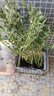藍莓樹(shù)果苗盆栽帶果發(fā)貨陽(yáng)臺南北方種植藍莓果樹(shù)苗特大號當年結果 3年苗兩顆  品種隨機 曬單實(shí)拍圖