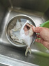 野生海捕銀鯧魚(yú)5條/斤新鮮冷凍批發(fā)海鮮水產(chǎn)白鯧魚(yú)一箱海魚(yú)扁平魚(yú) 野生海捕銀鯧魚(yú)500g/袋*3（15條） 曬單實(shí)拍圖