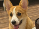 瘋狂小狗中大型犬狗糧成幼犬10kg寵物金毛彩虹魔方鴨肉&三文魚(yú)犬糧20斤 曬單實(shí)拍圖