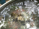 松寶（sobo）魚缸增氧泵養(yǎng)魚氧氣泵小型家用充氧泵水族箱打氧機(jī)增氧泵 雙孔3W 曬單實(shí)拍圖