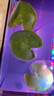 水培一葉蓮浮萍迷你水草凈化水質(zhì)魚(yú)缸造景睡蓮花水生水養花卉植物 一葉蓮 【3片裝】尺寸8-11厘米 曬單實(shí)拍圖