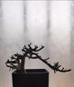 太陽(yáng)花老樁盆栽重瓣玫紅陽(yáng)臺庭院花卉四季開(kāi)花宿根耐寒植物室內外 5年老樁【帶盆】1盆精品-當年開(kāi)花 曬單實(shí)拍圖