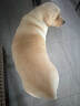 衛(wèi)仕食薈凍干犬糧 狗干糧 幼成犬通用全價狗糧 12kg【原料透明】 曬單實(shí)拍圖