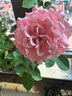 景郁春 JIRYUCUR玫瑰花苗特大花月季花苗綠植陽(yáng)臺(tái)盆栽薔薇花苗戴安娜源頭直發(fā) 曬單實(shí)拍圖