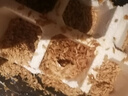 芮瑞 農(nóng)家散養(yǎng)新鮮現(xiàn)撿雞蛋笨雞蛋谷物柴雞蛋初生蛋 單枚40±5g 16枚 曬單實拍圖