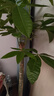 植男植女發(fā)財樹客廳大型盆栽室內(nèi)真綠植好養(yǎng)落地辦公室開業(yè)招財樹源頭直發(fā) 曬單實拍圖