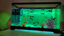 寵小島桌面生態(tài)魚缸小型客廳過(guò)濾制氧一體機(jī)新款家用烏龜金魚缸 京倉(cāng)發(fā)貨 · 中號(hào)黑色【奢華款】 曬單實(shí)拍圖