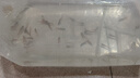 紅綠燈魚(yú)燈科魚(yú)孔雀魚(yú)熱帶觀(guān)賞魚(yú)淡水寶蓮燈魚(yú)活體斑馬魚(yú)群游魚(yú) 2-2.5cm 紅綠燈30條+5備損 曬單實(shí)拍圖