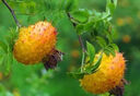 【頭采新貨】菊花米胎菊花茶新花干胎菊王桐鄉(xiāng)正宗杭白菊胎菊米 特級頭采胎菊米500克 曬單實拍圖