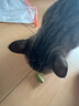 MamyPets貓草棒雞肉凍干貓草磨牙棒貓零食貓咪排化毛貓條貓薄荷餅干貓草片 曬單實(shí)拍圖
