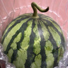 【產(chǎn)地直采】麒麟奶油西瓜 約4.5kg 曬單實(shí)拍圖