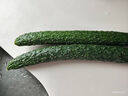 帶根香菜100g 曬單實(shí)拍圖