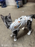 華元寵具（hoopet）貓咪絕育服母貓貓寵物小狗狗手術(shù)服透氣斷奶服公貓防舔術(shù)后用衣服 曬單實(shí)拍圖
