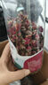 福東海 金邊玫瑰花130g（花中精品）云南花茶干花蕾花草茶養(yǎng)生花茶葉 曬單實(shí)拍圖
