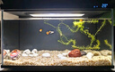 米家（MIJIA）小米米家智能生態(tài)魚(yú)缸還原自然生態(tài)補倉一次三月無(wú)憂(yōu)出差旅行必備 曬單實(shí)拍圖