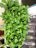 愛(ài)麗思陽(yáng)臺種菜盆種菜箱草莓種植盆長(cháng)條花盆塑料蔬菜種植箱種菜專(zhuān)用盆 【3個(gè)裝】深型700綠色 曬單實(shí)拍圖