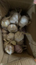 鶴來(lái)香山東金鄉(xiāng)大蒜頭紫皮新蒜蔬菜大祘農(nóng)家多瓣新鮮紅皮蒜當(dāng)季新大頭蒜 中果單個(gè)4-5cm凈重3斤 精品新大蒜 曬單實(shí)拍圖