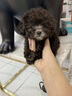 泰迪幼犬純種灰泰迪貴賓犬茶杯犬長不大小體狗小型犬活體狗寵物狗 寵物級 灰泰迪 公 曬單實拍圖