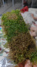 瘋狂水草水草爬地矮珍珠草莫斯水草趴地矮珍珠高珍珠水草魚(yú)缸造景凈化水質(zhì) 【懶人草坪首選】大莫斯3片（約8*20cm） 曬單實(shí)拍圖