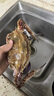 舟山梭子蟹鮮活特大野生大螃蟹新鮮冷凍海鮮水產(chǎn)海蟹飛蟹白蟹順豐 9兩以上/只【5斤凈重 超大肥美】 曬單實拍圖
