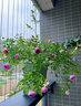 月季花苗四季開(kāi)花大花濃香型灌木月季苗庭院陽(yáng)臺盆栽地栽玫瑰花苗 瑪姬嬸嬸【小花濃香，多季節開(kāi)花】 扦插小苗15-25cm高 1棵 曬單實(shí)拍圖