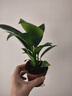 特價(jià)大葉金鉆綠公主盆栽植物除甲醛綠植辦公室四季常青室內(nèi)擺放花 【1盆】金鉆+基地原盆 含盆高度15-20厘米 曬單實(shí)拍圖